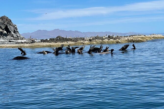 Island Tour with Snorkeling and Picnic - Wildlife expectations: dolphins, sea lions, birds, and the reality of nature