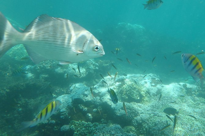 Ixtapa Island Tour - Key Points I’d Prioritize on This Tour