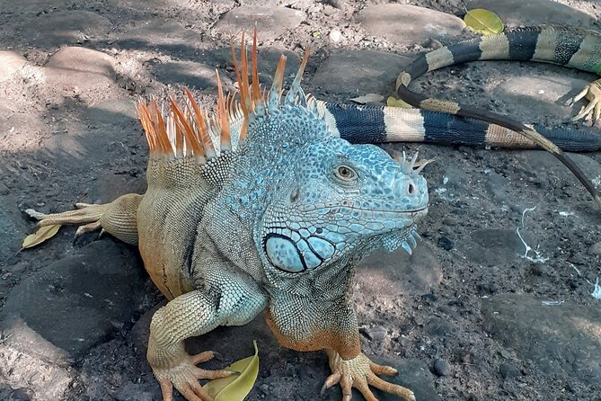 Ixtapa Island Tour - Snorkeling Options: What You Get and What You’ll Need to Bring