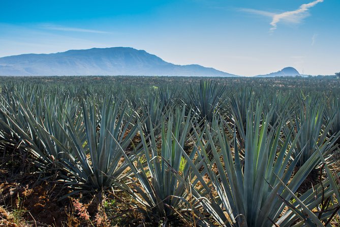 José Cuervo Tequila Day Experience from Guadalajara - How the Tasting Works, From White to Aged, and How to Shop Smart