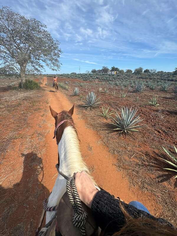 Jungle and beach horseback ride + lunch + mezcal - Mezcal tour and tastings, from process to a lineup of flavors