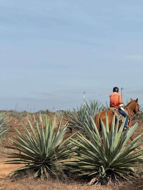 Jungle and beach horseback ride + lunch + mezcal - The short shopping stop and ranch gift shop time