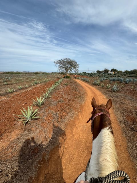 Jungle and beach horseback ride + lunch + mezcal - Practical tips to make your ride smoother