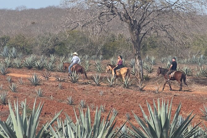 Jungle and Beach Horseback ride Tour in Pacific Coast - The 1-hour horseback ride: leader horse, beach time, agave, jungle
