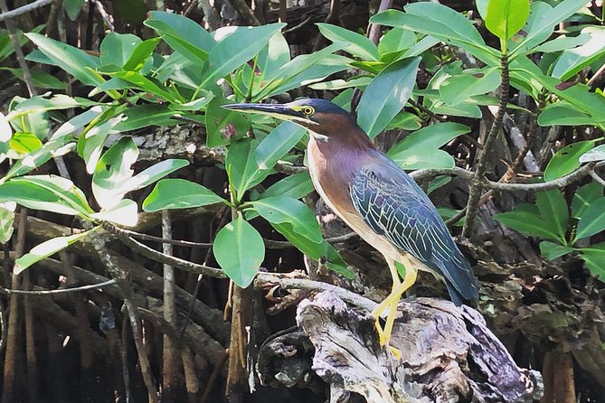 Kayak adventure through Laguna Nichupté in Cancun - Wildlife you can plan for, from birds to surprise lagoon moments