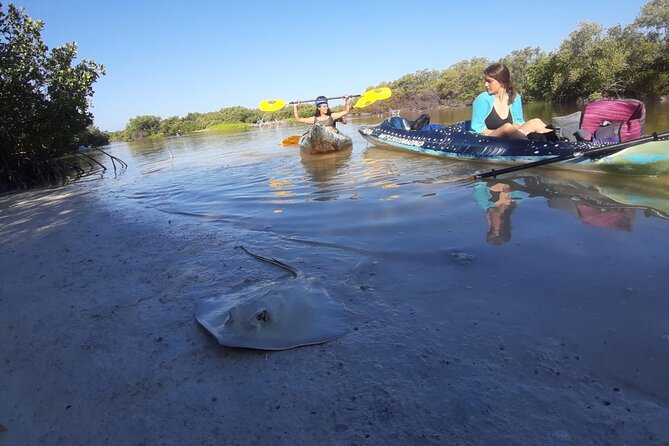 Kayak Experience in the Mangroves of Holbox Island - Mangrove lessons you can use, not just scenery