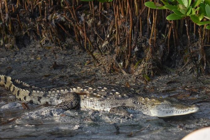 Kayak Experience in the Mangroves of Holbox Island - Group size, timing, and how it affects your wildlife chances