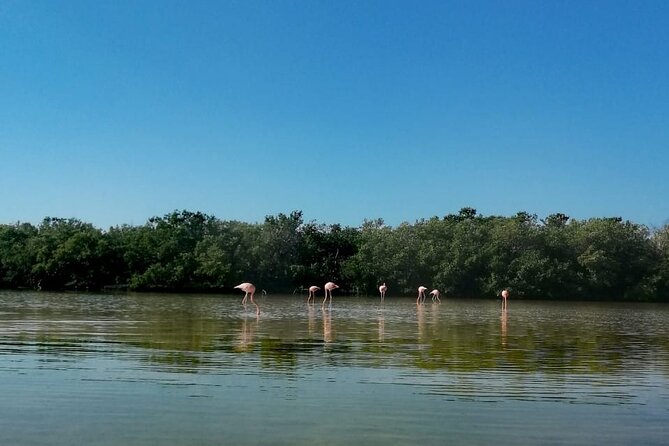 Kayak Experience in the Mangroves of Holbox Island - Weather matters more than you think