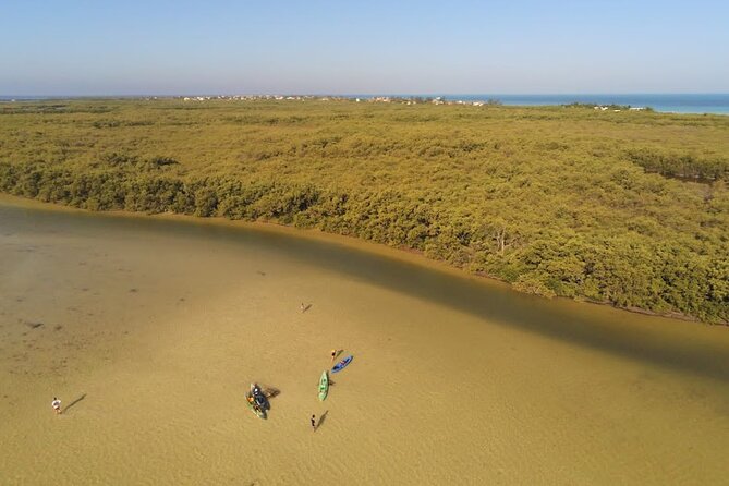 Kayak Experience in the Mangroves of Holbox Island - What you’ll see in the mangroves (and what the quiet kayaks change)