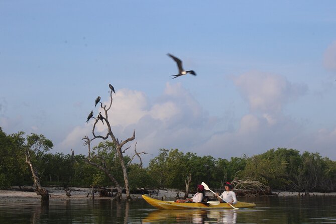 Kayak Mangroves Sunrise Experience - Who this tour is best for on Holbox