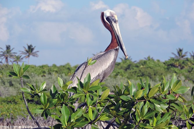 Kayak Sian Ka’an Biosphere Reserve Sunset Tour - Wildlife Spotting From the Kayak, Birds and Small Surprises