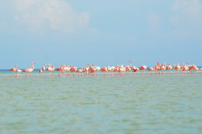 Kayaking Tour Through the Mangroves in Isla Holbox - Wildlife odds: crocodiles, flamingos, and a pile of birds