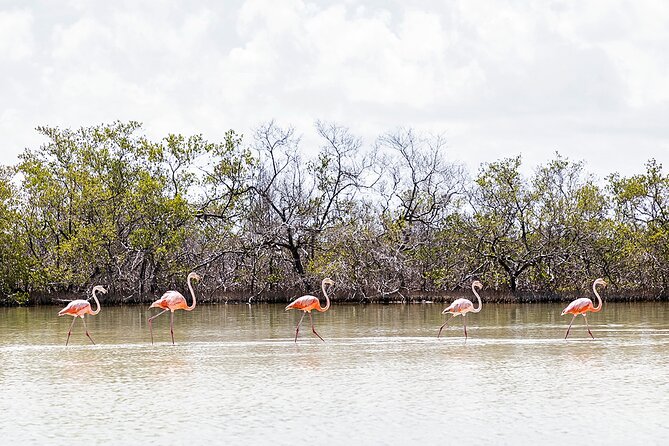 Kayaking Tour Through the Mangroves in Isla Holbox - Gear I’d bring for Holbox sun, bugs, and real paddle work