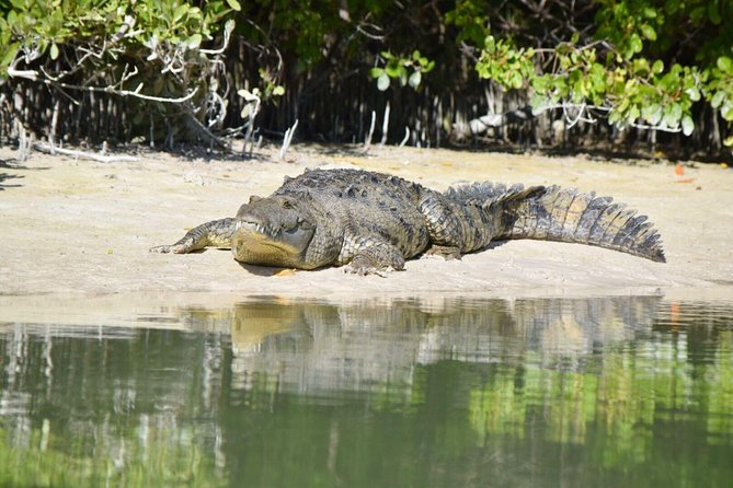 Kayaking Tour Through the Mangroves in Isla Holbox - Price and value: is $50.78 worth it?