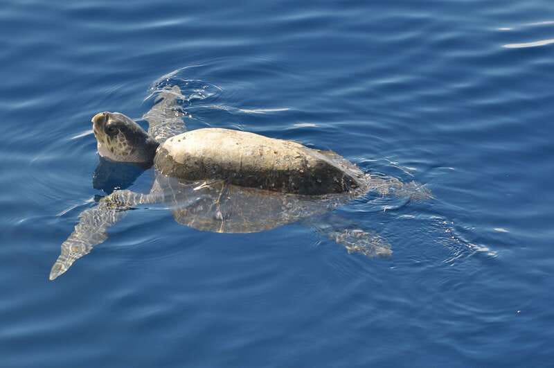 La Paz: Espiritu Santo Island Tour - Stop one: San Rafaelito and snorkeling with sea lions