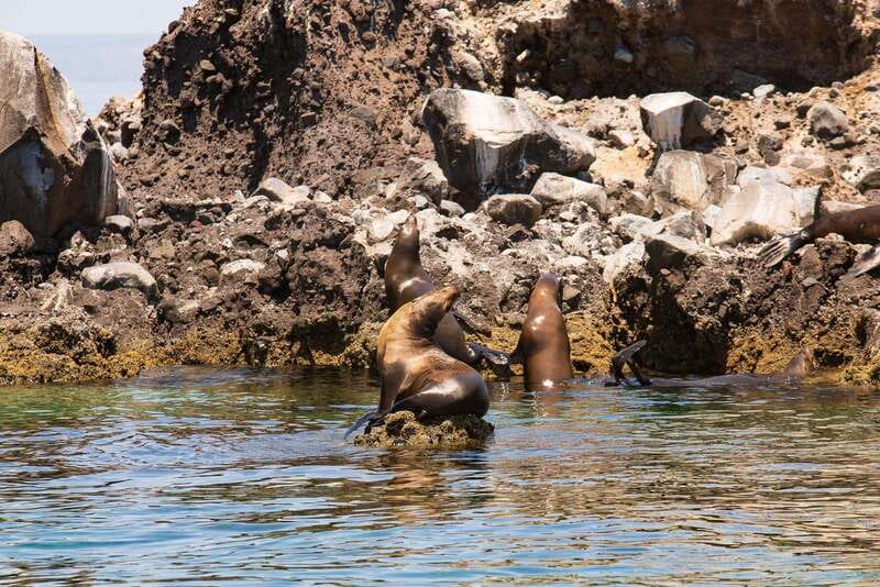 La Paz: Espiritu Santo Island Tour - What’s included in the $128 price, and where the value really comes from