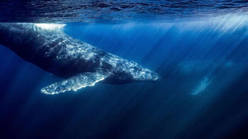 La Paz or La Ventana: Ocean Safari - From La Paz or La Ventana: the half-day format that works