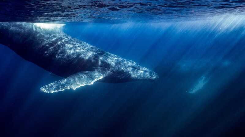 La Paz or La Ventana: Ocean Safari - What your bilingual marine biologist adds on this trip