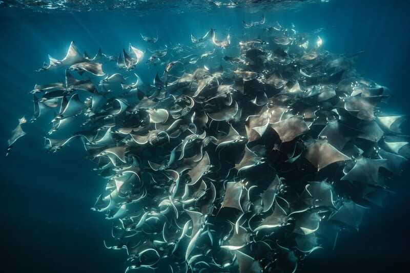 La Paz or La Ventana: Ocean Safari - Safety rules that protect you and the animals