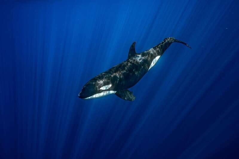 La Paz or La Ventana: Ocean Safari - Who should book this Ocean Safari (and who might want a different style)
