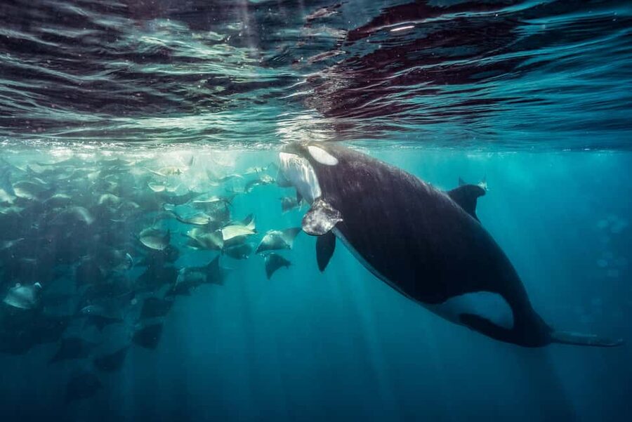 La Paz or La Ventana: Ocean Safari - How the ocean safari searches for life near Cerralvo and Espíritu Santo
