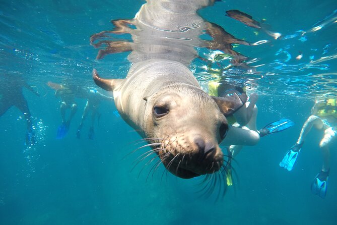 La Paz Whale Shark & Sea Lion Snorkeling + Balandra Tour - Key things I’d circle before you book