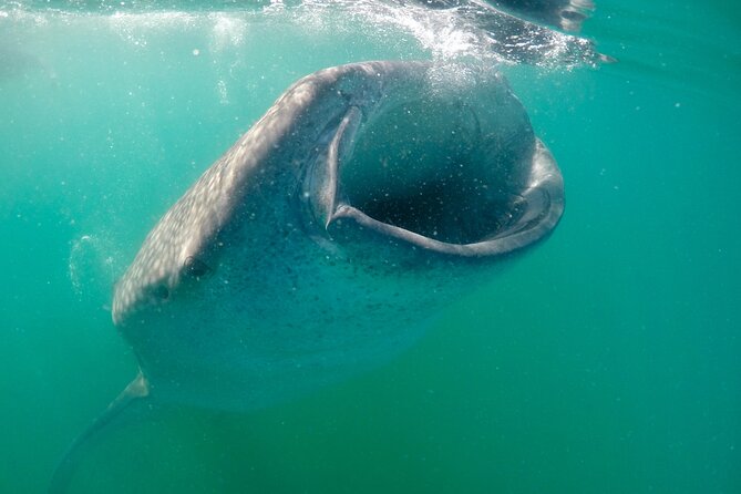La Paz Whale Shark & Sea Lion Snorkeling + Balandra Tour - From Marina de La Paz to your two-stop day