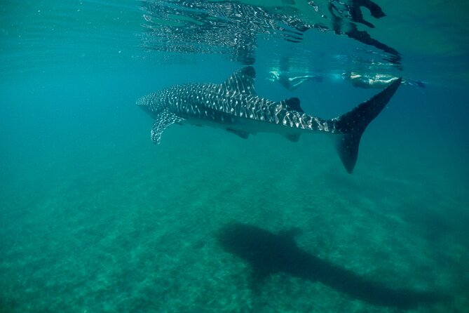 La Paz Whale Shark & Sea Lion Snorkeling + Balandra Tour - Why the marine biologist leadership matters (a lot)