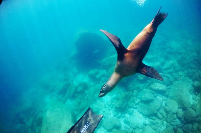 La Paz Whale Shark & Sea Lion Snorkeling + Balandra Tour - Balandra Beach: ceviche, beer, and the decompression you earn