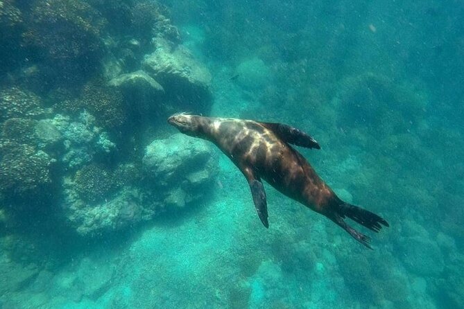 La Paz Whale Shark & Sea Lion Snorkeling + Balandra Tour - Price and value: what $250.92 buys you in real life