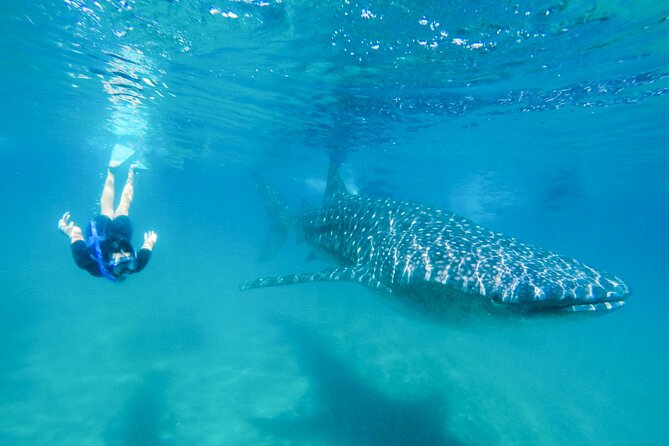 La Paz Whale Shark Snorkeling Tour and Lunch From Los Cabos - Key things to know before you go