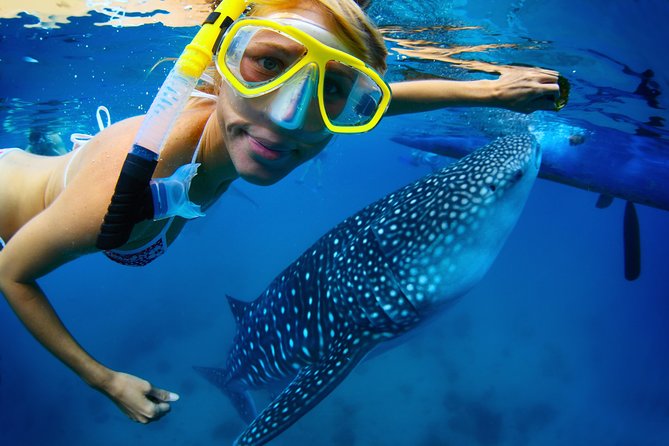 La Paz Whale Shark Snorkeling Tour and Lunch From Los Cabos - Los Cabos to La Paz, the whale shark day trip that actually feels organized