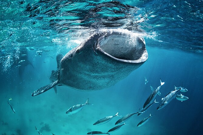 La Paz Whale Shark Snorkeling Tour and Lunch From Los Cabos - Snorkeling with gentle giants: what the in-water experience is like