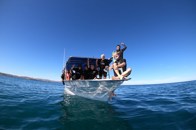 La Paz Whale Shark Snorkeling Tour and Lunch From Los Cabos - After the whale sharks: dolphins, manta rays, and humpbacks may show up