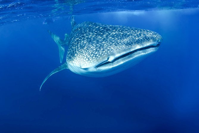 La Paz Whale Shark Snorkeling Tour and Lunch From Los Cabos - Lunch at the seafood restaurant: classic Baja fish tacos and a vegetarian option