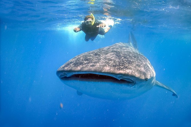 La Paz Whale Shark Snorkeling Tour and Lunch From Los Cabos - Price and value: is $259 fair for this whale shark day?