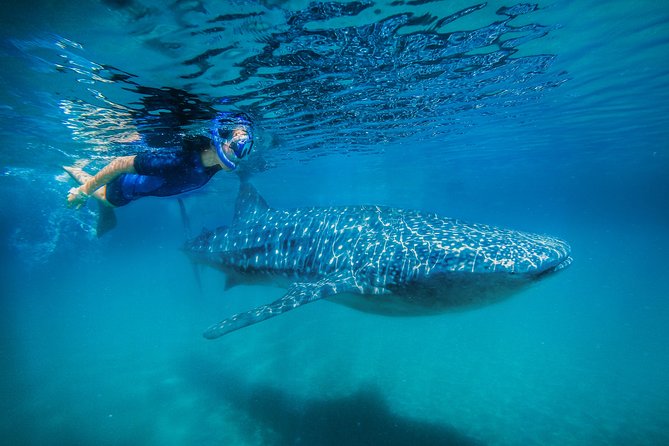 La Paz Whale Shark Snorkeling Tour and Lunch From Los Cabos - Malecon meeting point in La Paz: gear up, board a panga, then go find the animals