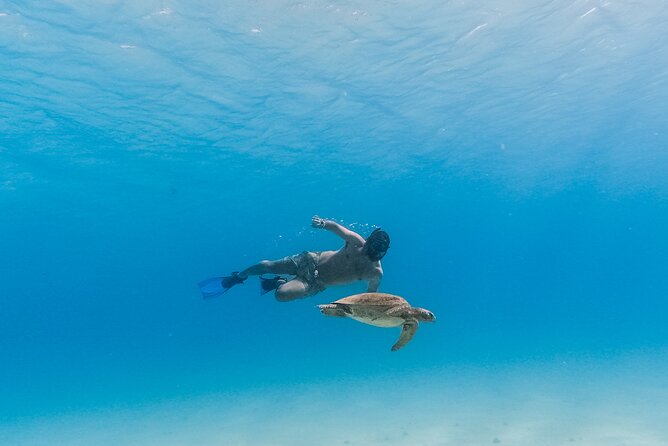 La Paz World Class Snorkeling in Balandras Hidden Beaches - Sea Lions, Starfish, and Seasonal Limits