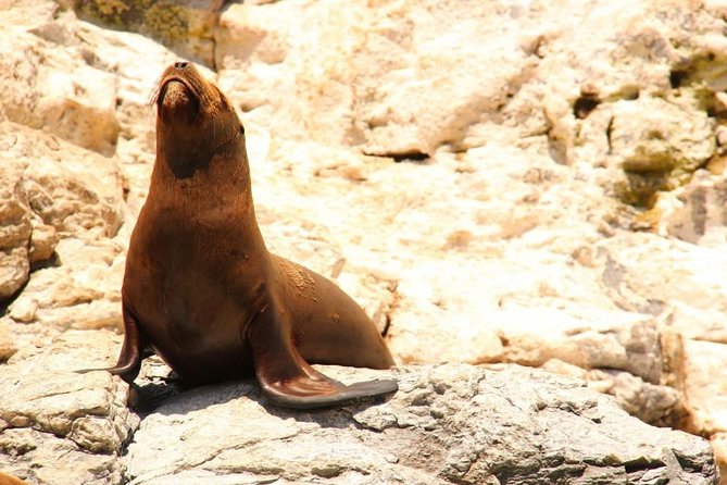 Land's End Sightseeing Boat Tour in Los Cabos - What’s included, what’s not, and how to judge the value
