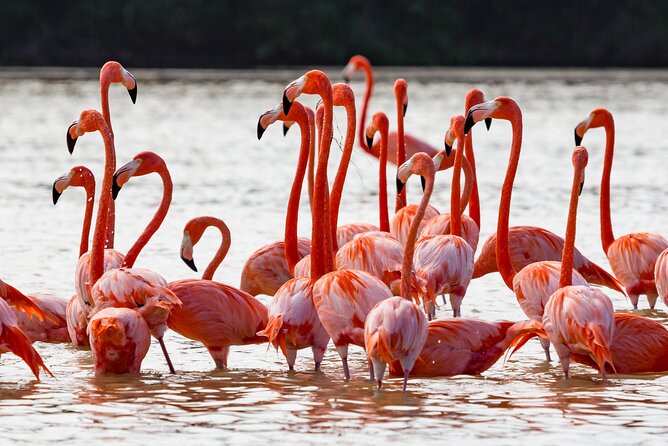 Las Coloradas Pink Lake & Rio Lagartos Guided Tour - The Mayan clay bath and swimming stop: fun, but manage the mess