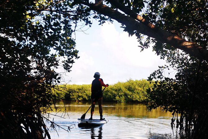 Learn Paddle Board and Explore the Mangroves of Progreso - What You Learn First: Standing, Sitting, and Steering