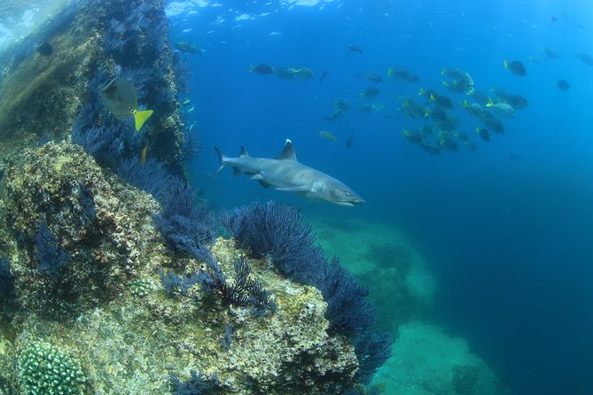 Learn to Scuba Dive in Cabo San Lucas with PADI - Pelican Rock and El Arco: what your guided session looks like