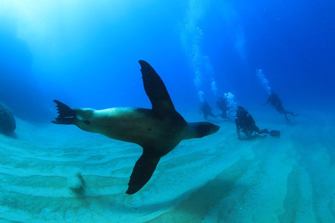 Learn to Scuba Dive in Cabo San Lucas with PADI - What’s included, and where the real costs can show up