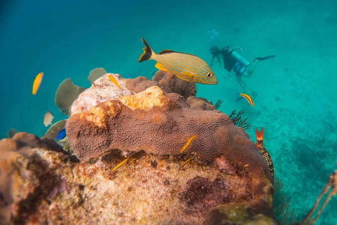 Local Dive in Playa del Carmen - What makes the guidance feel different underwater