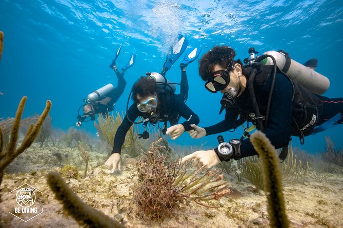 Local Dive in Playa del Carmen - Getting organized in Centro and making it work with your day