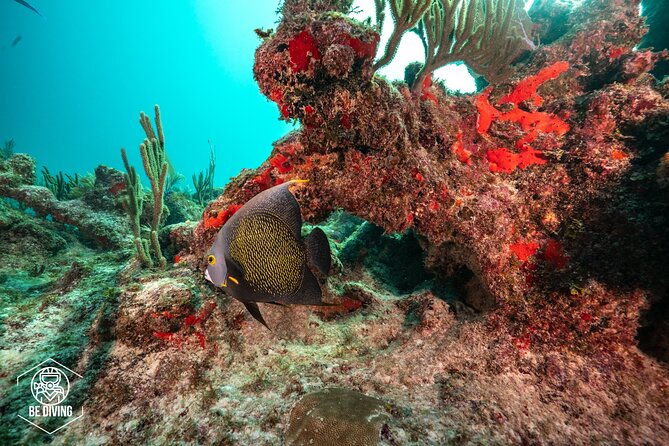 Local Dive in Playa del Carmen - Who this outing is best for (and who should look elsewhere)