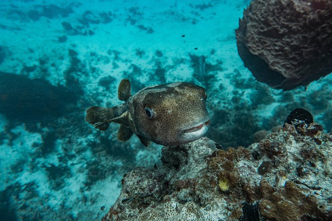 Local Dive in Playa del Carmen - Should you book this Playa del Carmen 2-tank reef outing?