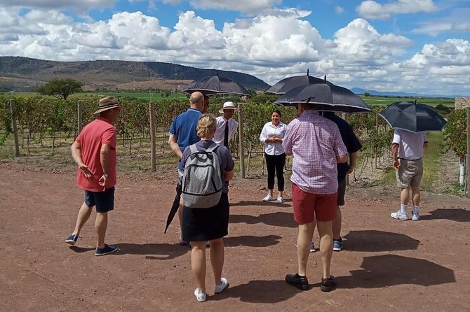 Local Vineyard Tour & Wine Tasting at the Independence Valley - Vineyard Grounds Walk: Vines, Scents, and the Green Season Detail