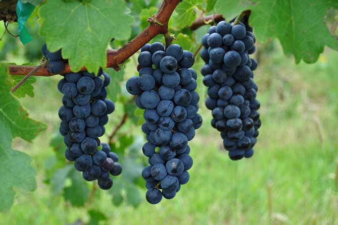 Local Vineyard Tour & Wine Tasting at the Independence Valley - Cellar and Production Tour: Where the Story Becomes Real