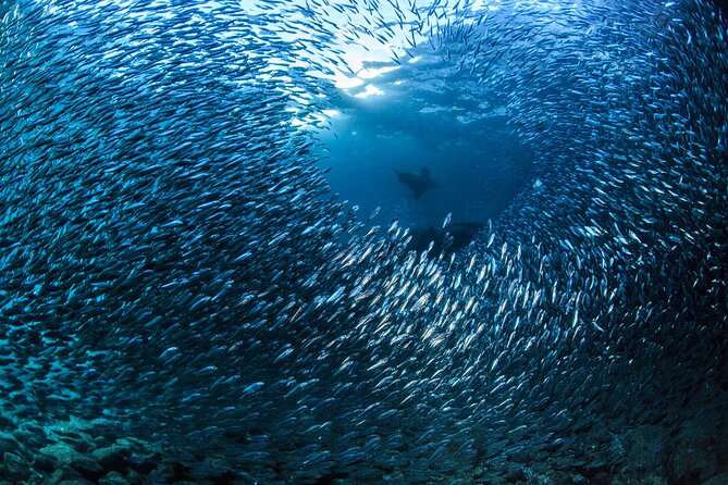 Los Cabos Beginner Scuba Dive Experience - Small group size means a better pace